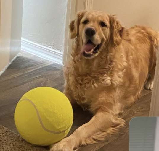 Photo of Dash