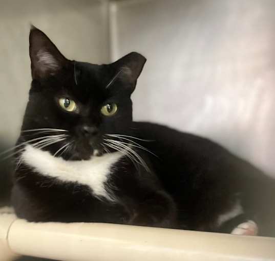 Photo of  Mittens