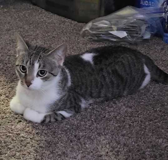 Photo of Kitty
