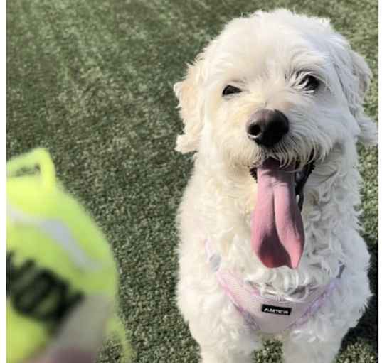 Photo of Mochi