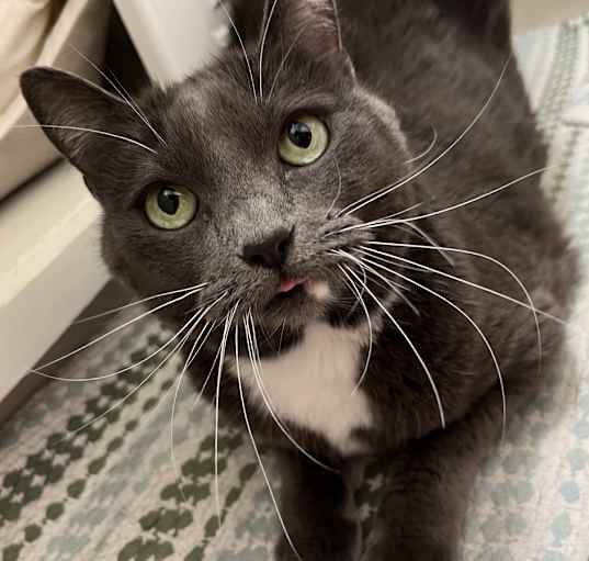 Photo of Grim (formerly Dallas)