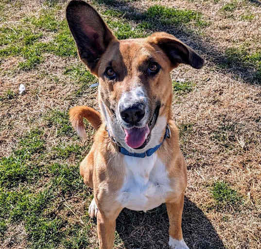 Photo of Copper