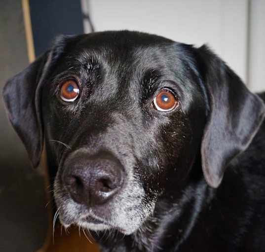 Photo of Bella