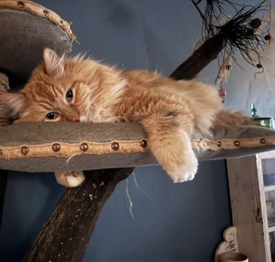 Photo of Fern