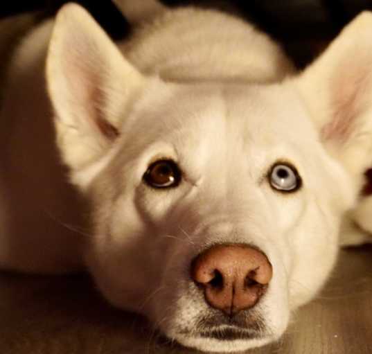 Photo of Shoto