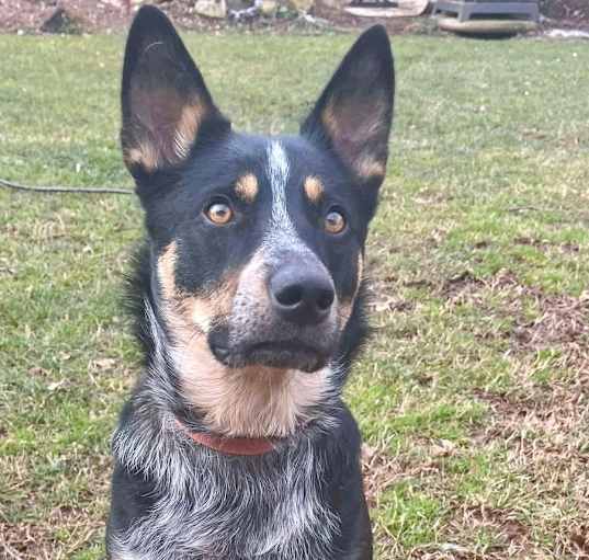 Photo of Vader