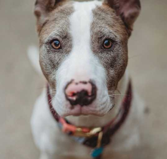 Photo of Bubblegum