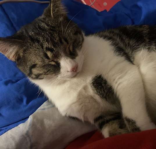 Photo of Millo