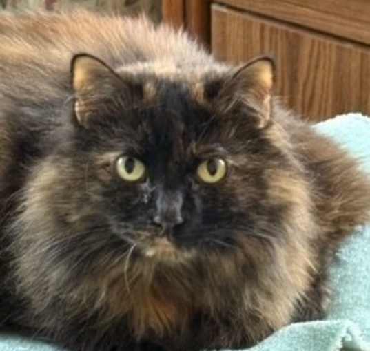 Photo of Rosie