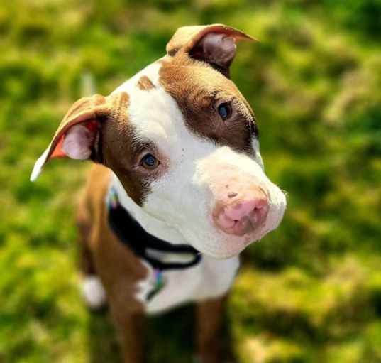 Photo of Maizy Grace