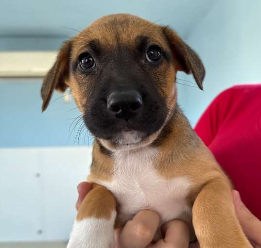 Photo of pup 3 