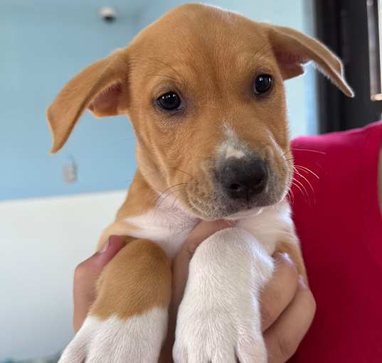 Photo of pup 5
