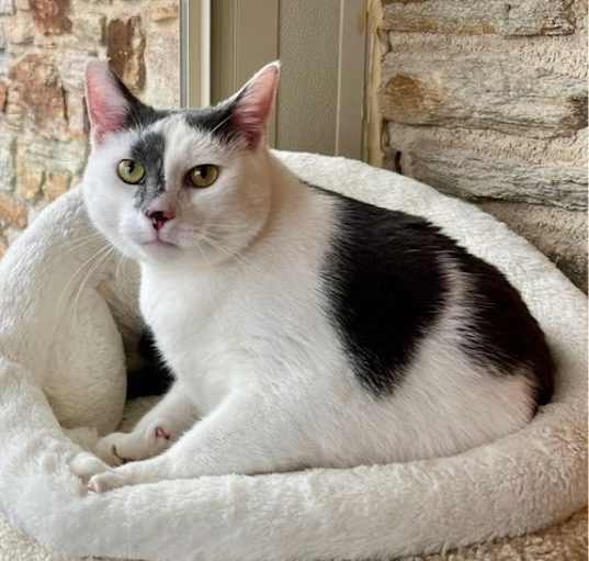 Photo of Binx (24-1664)