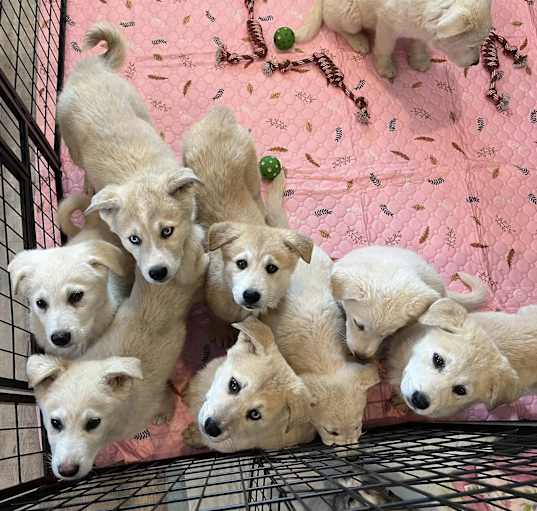 Photo of Pyrenees/Husky mix