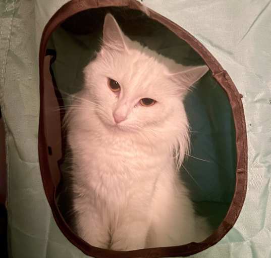 Photo of Sissy