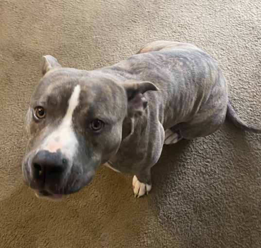 Photo of Nova