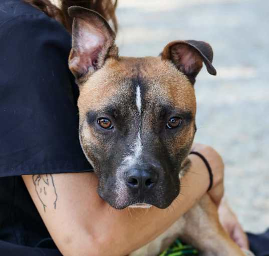 Photo of Razor 24-0466