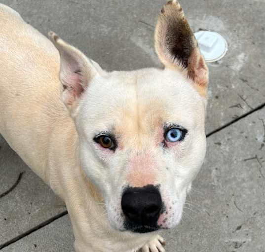 Photo of Ice Ice Baby 25-0101