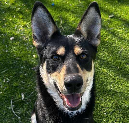 Photo of Cheddar