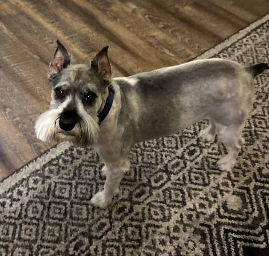 Photo of Archie