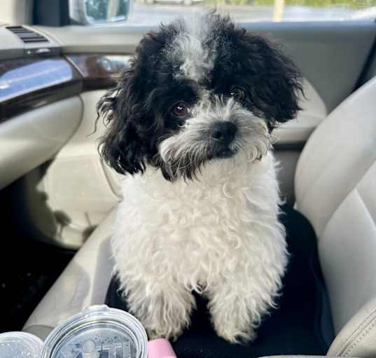 Photo of Oreo