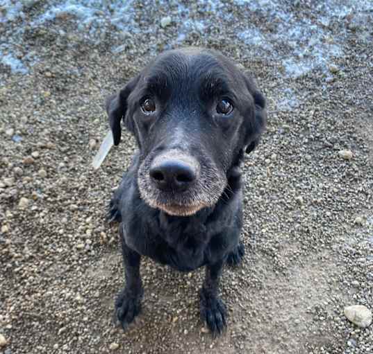 Photo of Zorro