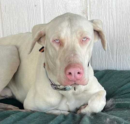 Photo of Casper