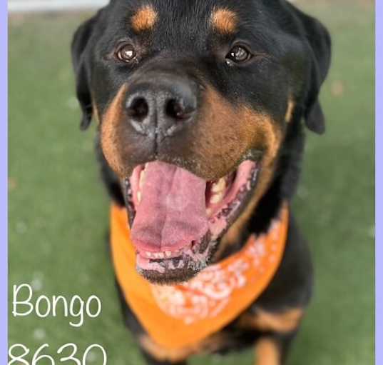 Photo of BONGO