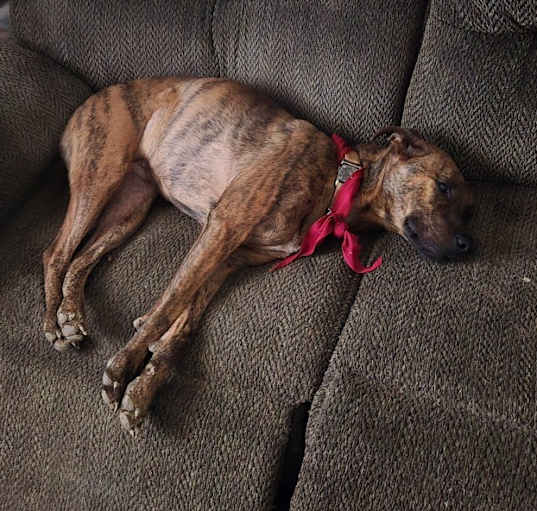Photo of Skittles