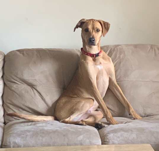 Photo of Reno Rico