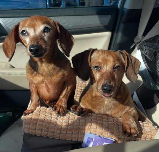 Photo of Frankie & Hoagie