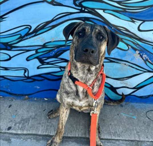 Photo of SAMSON