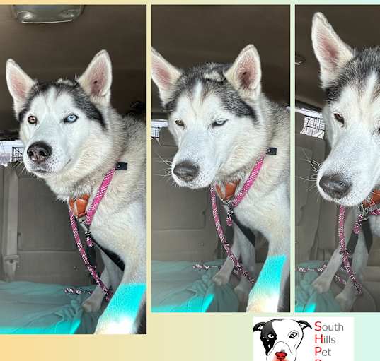 Photo of Thor