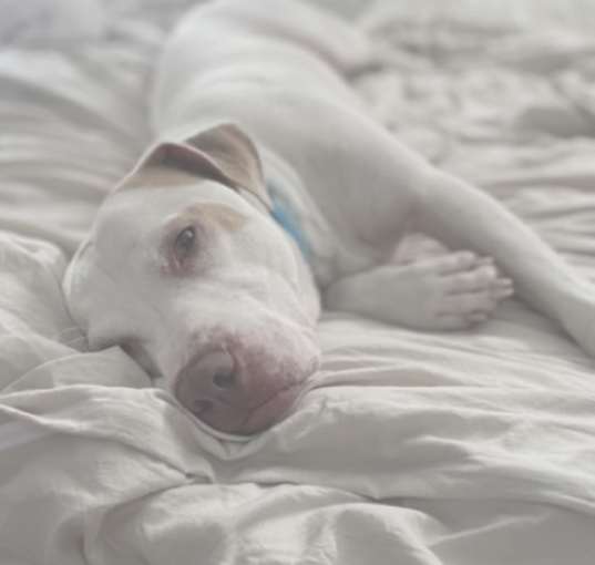 Photo of Blue