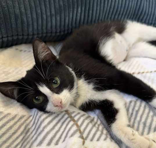 Photo of Bandit