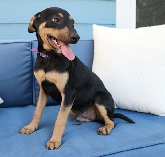 Photo of Rico Greenwood the Rambunctious Playful Pup