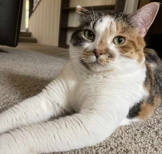 Photo of Moki