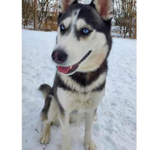 Photo of Freya- UrgentFoster Neeeded!