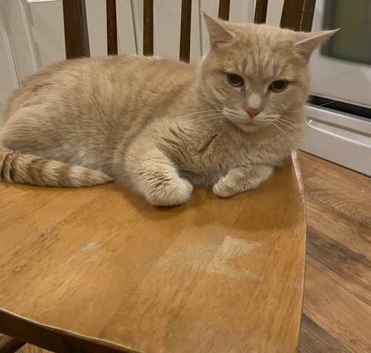 Photo of Tuna