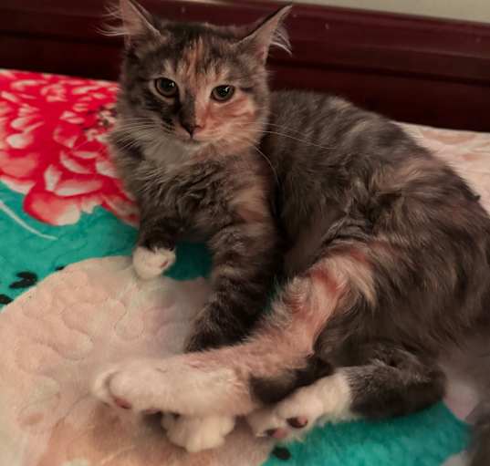 Photo of Aurora