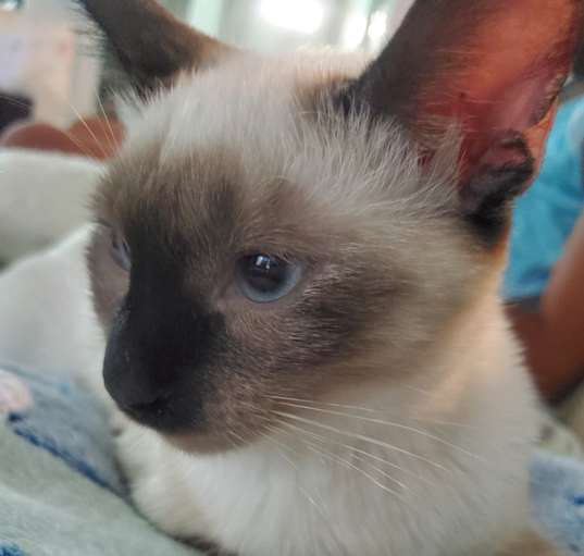 Photo of Tayu