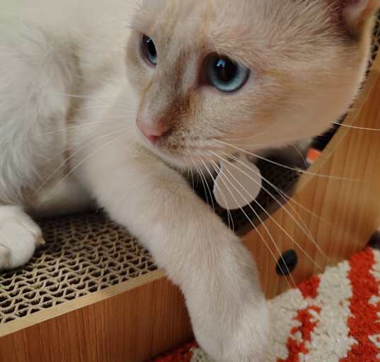 Photo of Kisa