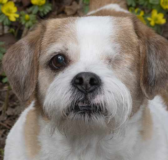 Photo of Lucky