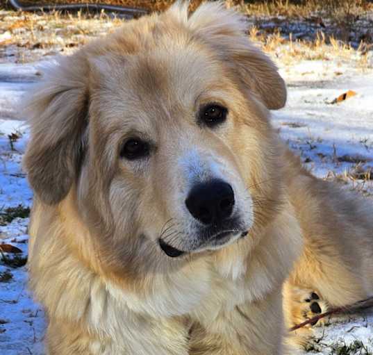 Photo of Odin