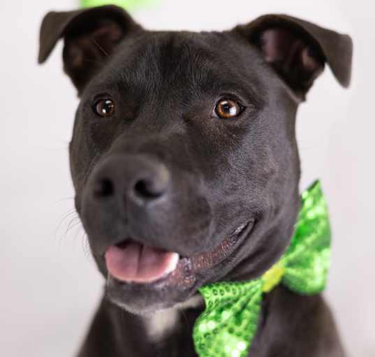 Photo of Ace