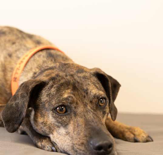 Photo of Juno