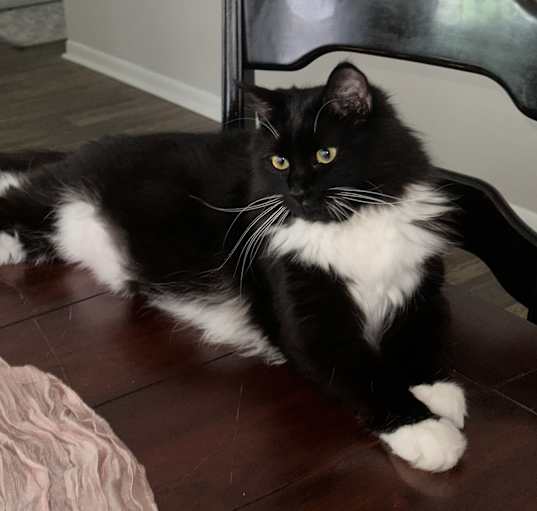 Photo of Mishki