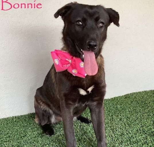 Photo of Bonnie