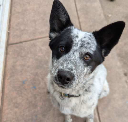 Photo of Pepper