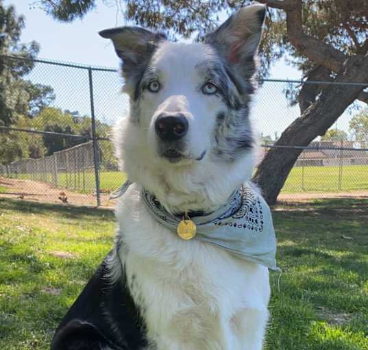 Photo of Blue